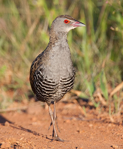 African Crake